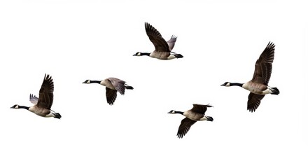 Fototapeta premium Geese in Formation Flying Against White Background. AI generatif