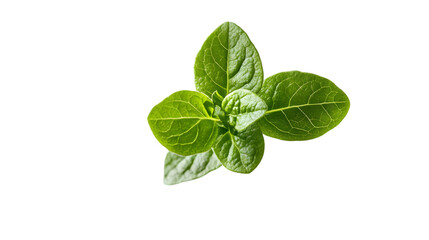Fresh Green Mint Leaves Closeup.