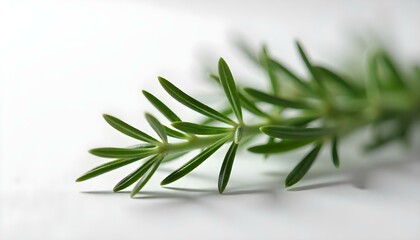 Fototapeta premium Fresh rosemary herbs isolated on white background