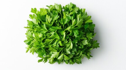 Obraz premium Fresh Parsley Cluster