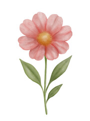 Single pink flower watercolor, isolated floral design
