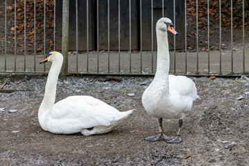 Pair of White Mute Swans Standing and Sitting on Dirt Bank in Front of Iron Railings in Public Park