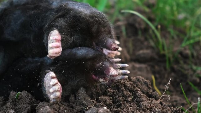 Mating of moles. Two moles mate on the surface of a dug-out pile. Breeding season. Talpa europaea side view close-up. An animal with black fur. Garden pest concept. High quality 4k footage.