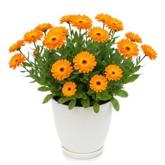 A pot of bright orange calendula flowers with green leaves against a white background studio shot