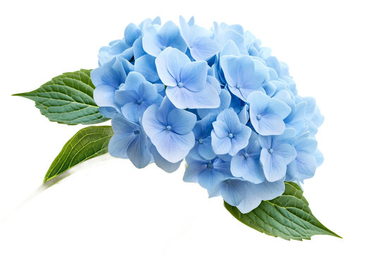 Serene light blue hydrangea blossom isolated on a black background showcasing delicate petals and on transparent background