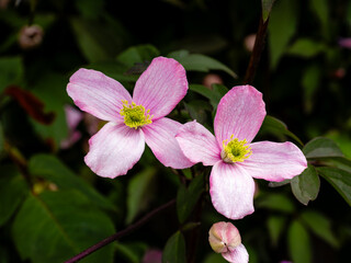 Pink Beauty - clematis blossoms