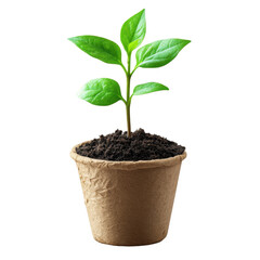 Young Plant In Biodegradable Pot Filled With Soil isolated on transparent background 