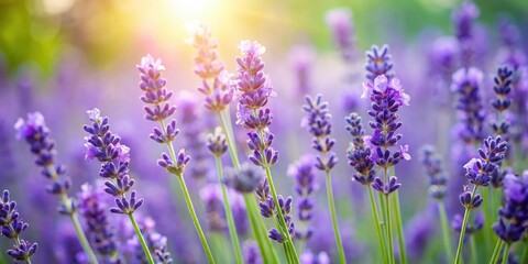 Obraz premium Isolated Lavender Flowers with Green Stems in a Soft Focus, garden, nature, garden