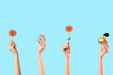 Female hands with bottles of perfume and dahlia flowers on blue background