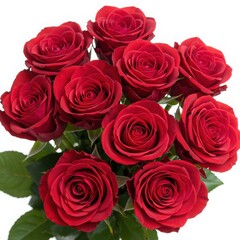 A beautiful bouquet of deep red roses with green leaves against a white background in soft focus