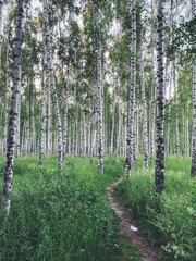 Naklejka premium footpath in the birch forest