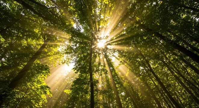 Sunburst Filtering Through Towering Trees: Golden Hour Illumination in Lush Green Canopy, Forest Bathing Ambience, Natural Serenity, Sunlight Streaks, Vertical Perspective.