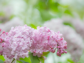 春の公園や花壇を彩るライラックのある風景。木漏れ日や日差しでボケた景色。