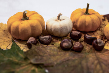 Autumn frame made of knitted leafs oak and maple orange pumpkins on grey background Conceptautumn Thanksgiving Halloween