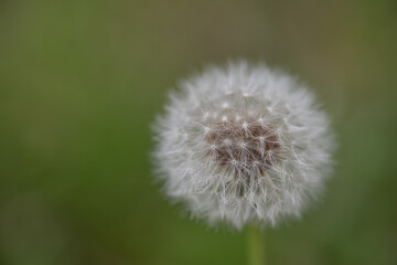 美しいタンポポの綿毛