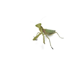 Praying mantis (Mantodea) isolated on white background 
