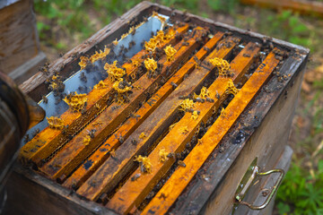 Honeycomb frames in the beehive in an apiary