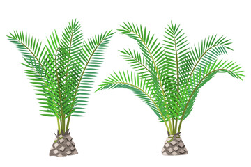vector flat palm tree. Clip art isolated on transparent background.