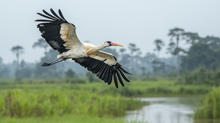 Majestic Painted Stork in Flight over Lush Green Landscape