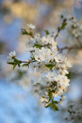 A photo of a blooming branch of a cherry tree.