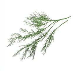 Fototapeta premium Fresh dill herb sprigs