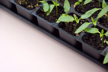 Plant seedlings bloom under natural light on a light background.