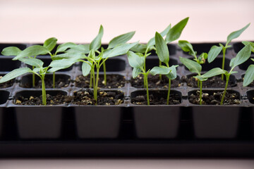 Plant seedlings bloom under natural light on a light background.