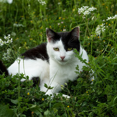 Beautiful black and white cat in the garden
