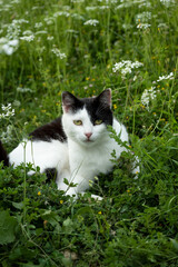 Beautiful black and white cat in the garden
