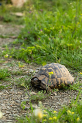 Turtle in the meadow, exotic animals in the wild
