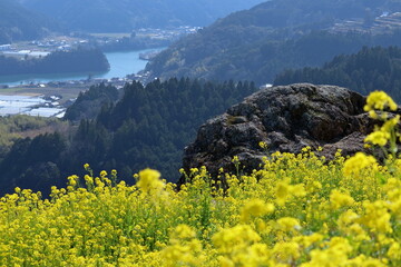 天空の菜の花畑から物部川を眺める　早春　（高知県　香美市）