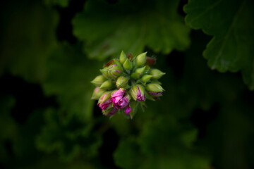 Close-up of geranium bud against background of dark green foliage
