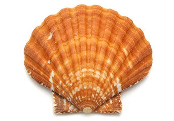 Obraz premium Orange scallop shell close up