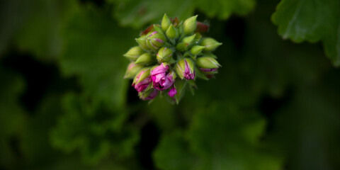 Close-up of geranium bud against background of dark green foliage
