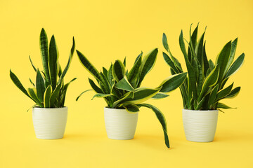 Beautiful sansevieria plants in pots on yellow background