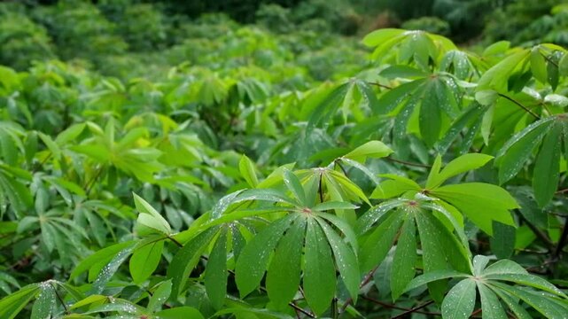 Cassava leaves in field swaying in wind. Green agricultural crop in natural farmland. Gentle plant motion in rural landscape