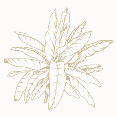 Tropical plant clip art. Hand drawn isolated element for design. Botanical illustration in line art style.