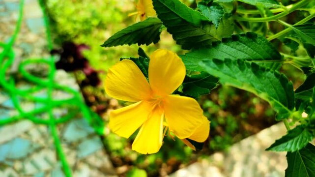Yellow alder (Turnera ulmifolia) Flower Blooming Among Vibrant Green Leaves, Shaking in the Wind at Early Morning Light