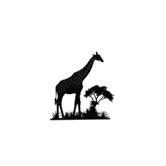 Giraffe silhouette on white background