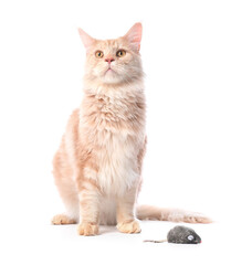 Cute Maine Coon cat with toy mouse on white background
