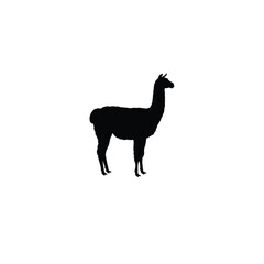 Fototapeta premium Llama silhouette on white background