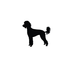 Poodle dog silhouette on white background