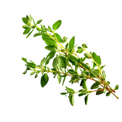 Fresh thyme sprig delicate stems isolated on transparent background