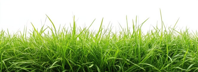 A vibrant green grass field set against a white background