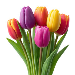 Obraz premium Colorful tulip flower bouquet with green leaves isolated on transparent background