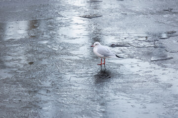 Black-Headed Gulls in Winter Standing and Flying on Icy Frozen Pond with Reflections