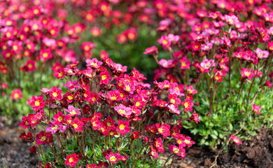 Red saxifraga arendsii flower in the spring garden