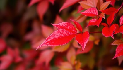 Vibrant autumn leaves (4)