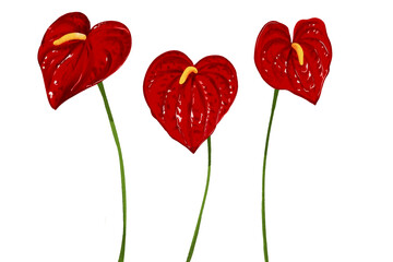 Red anthurium Hand drawn illustration on a transparent background red heart 