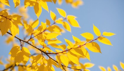 Vibrant autumn leaves against a clear blue sky
